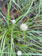 Image of Cyperus alatus subsp. albus (Nees) Lye