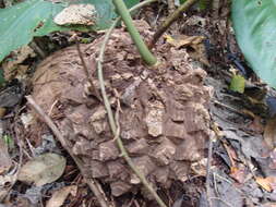 Image of Dioscorea mexicana Scheidw.