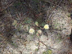 Sivun <i>Chaenactis <i>douglasii</i></i> var. douglasii kuva