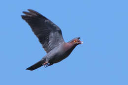 Image of Scaly-naped Pigeon