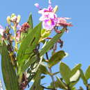 صورة Sobralia roezlii Rchb. fil.