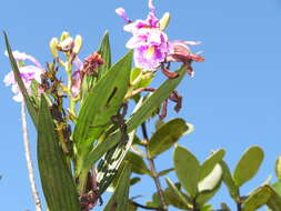 Image of Sobralia roezlii Rchb. fil.