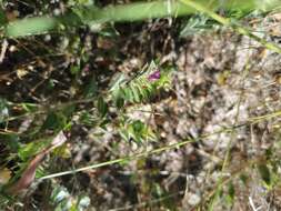 Imagem de Psoralea imbricata (L. fil.) T. M. Salter