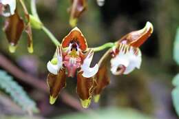 Image of Cyrtochilum halteratum (Lindl.) Kraenzl.