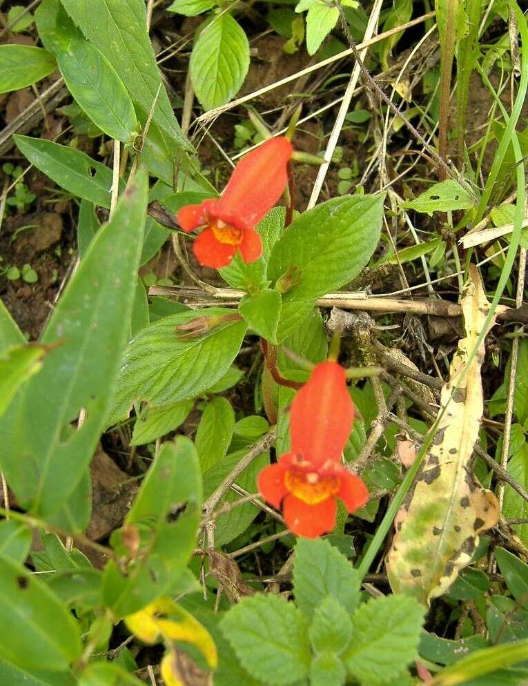 Image de Seemannia nematanthodes (Kuntze) K. Schum.