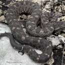 Image of Mexican pitviper