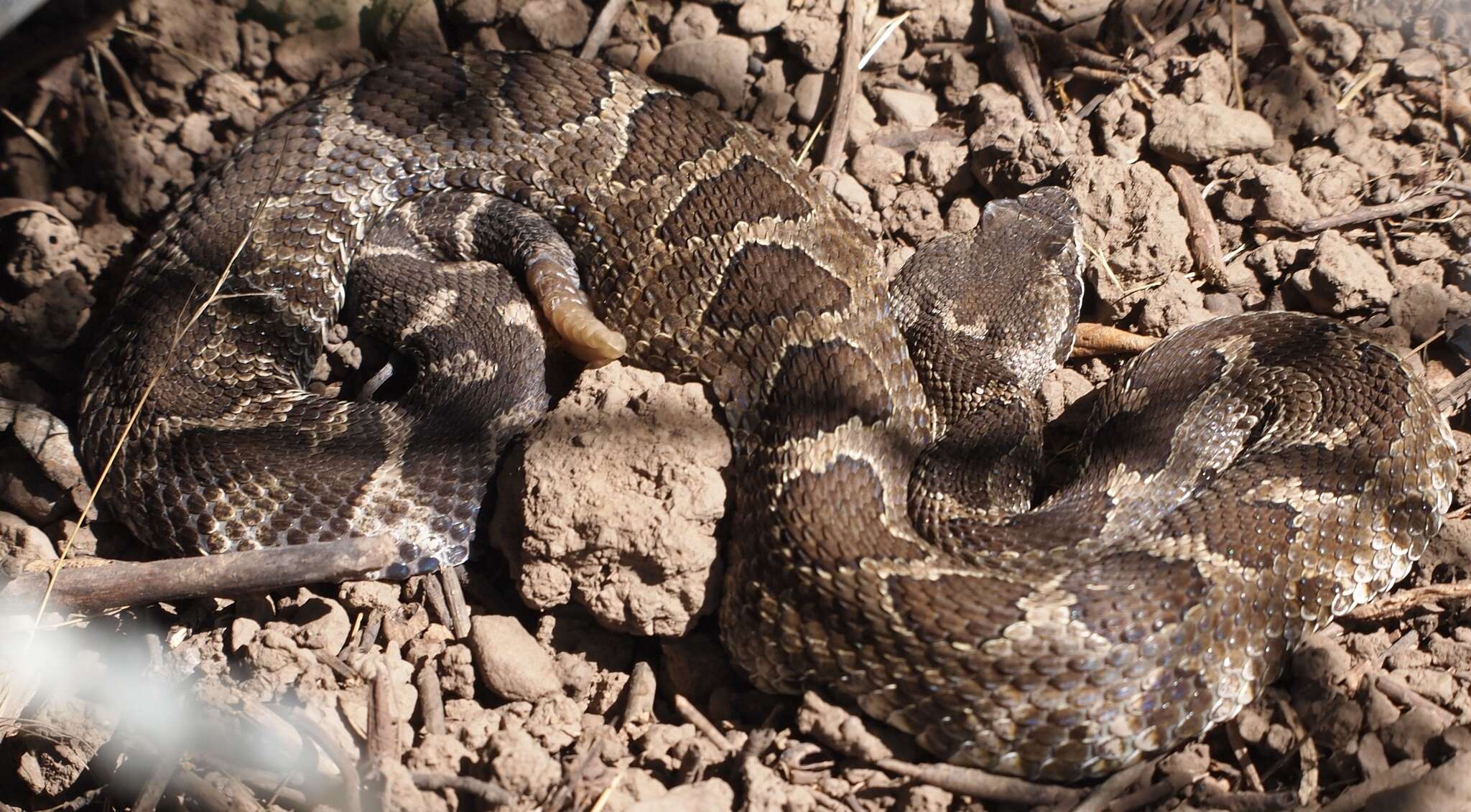 Image of Crotalus oreganus oreganus Holbrook 1840