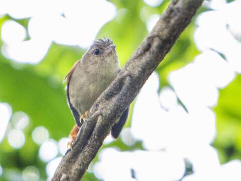 صورة Cranioleuca subcristata (Sclater & PL 1874)