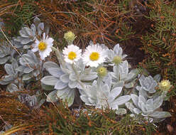 Image of white mountain daisy