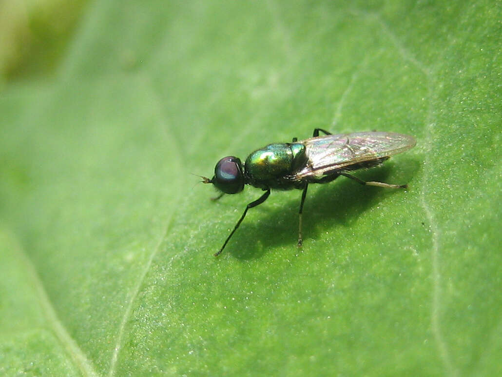 Imagem de Prosopochrysa vitripennis (Doleschall 1856)