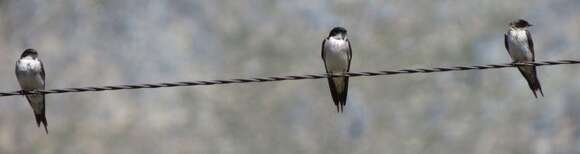 Слика од Hirundo dimidiata dimidiata Sundevall 1850