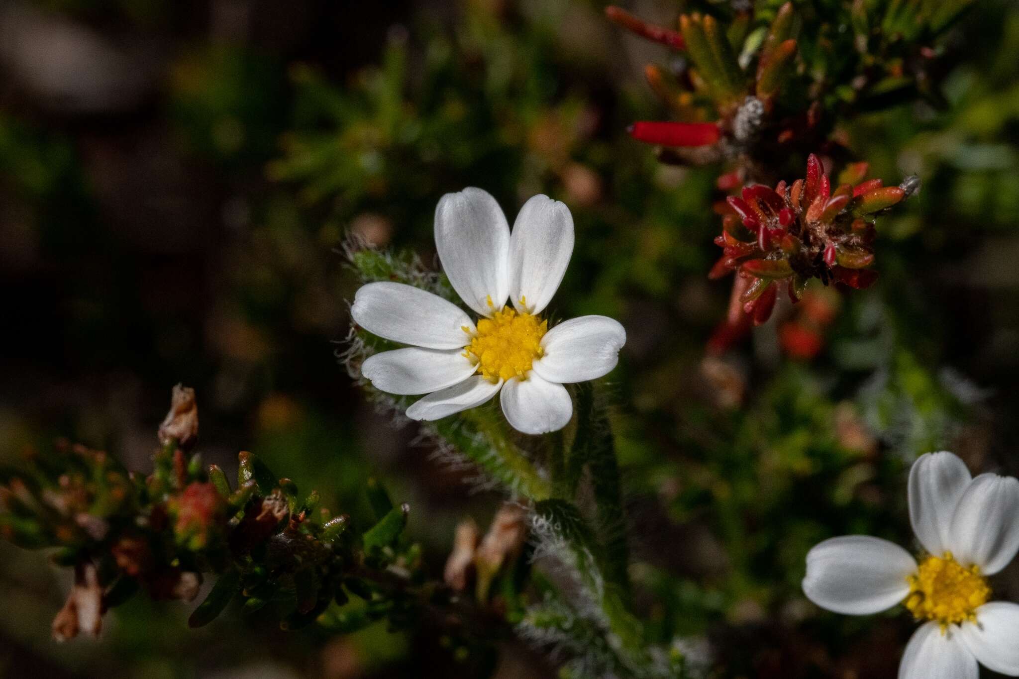 Image of Zyrphelis foliosa (Harv.) Kuntze