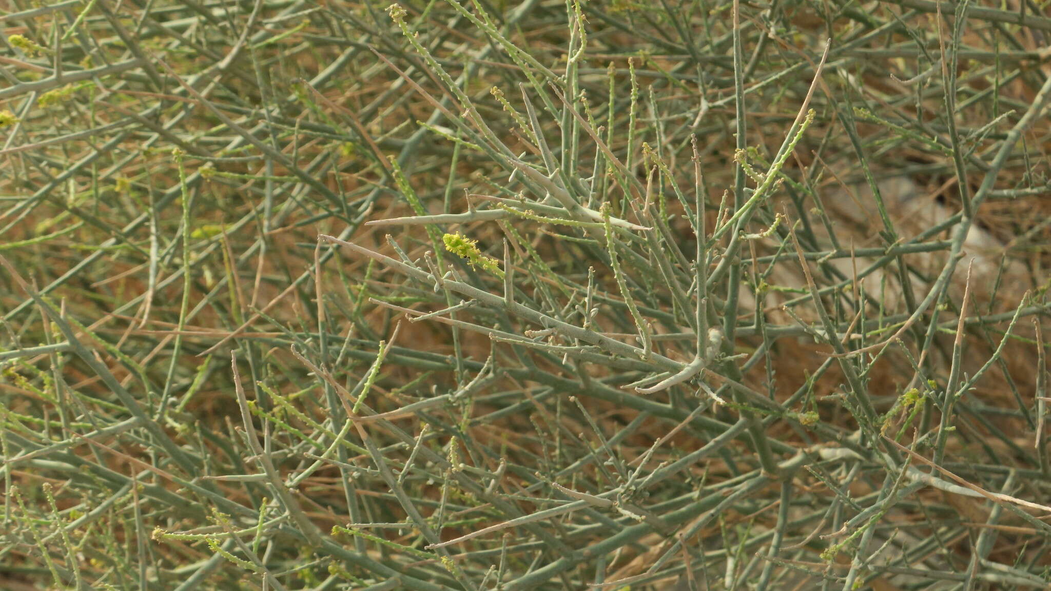 Image of Ochradenus arabicus S. Chaudhary, D. Hillcoat & A. G. Miller