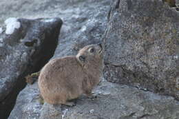 Image of Procavia capensis capensis (Pallas 1766)