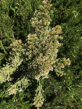 Image de Ozothamnus cupressoides Puttock & D. J. Ohlsen