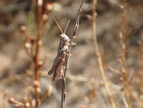 Melanoplus cinereus cyanipes Scudder & S. H. 1897的圖片