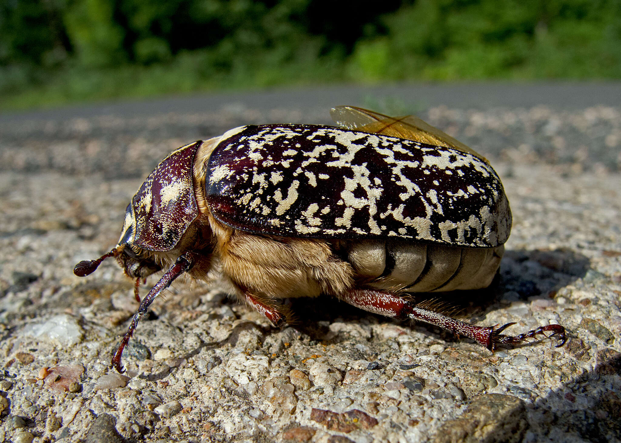 Image of Polyphylla fullo (Linnaeus 1758)