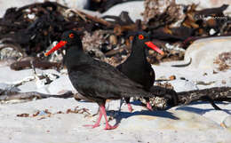 Haematopus moquini Bonaparte 1856 resmi