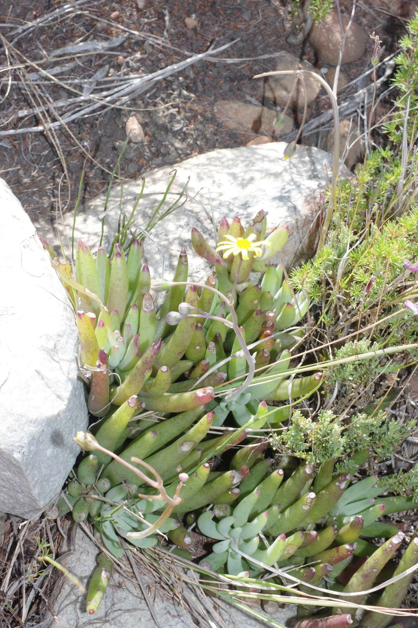 Image of Crassothonna cacalioides (L. fil.) B. Nord.