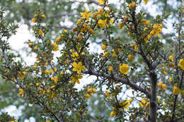 Image of California flannelbush