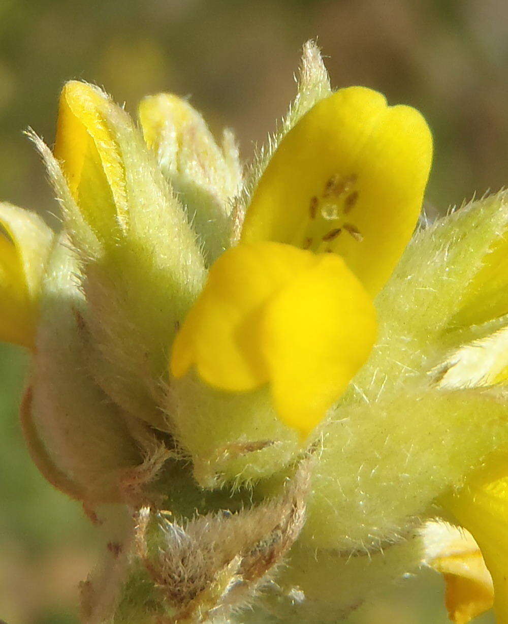 Image of Pearsonia cajanifolia subsp. cajanifolia