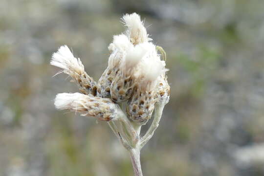 Plancia ëd Antennaria pulcherrima (Hook.) Greene