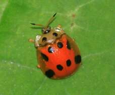 Image of Basiprionota decemmaculata (Boheman 1850)