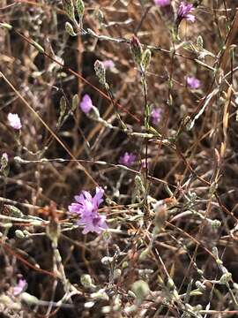 Image of Crystal Springs lessingia