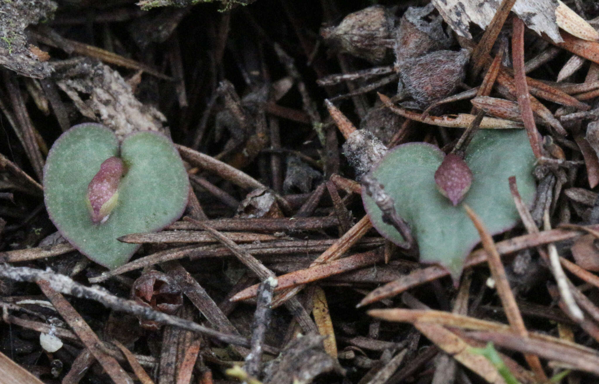 Image of Corybas rotundifolius (Hook. fil.) Rchb. fil.