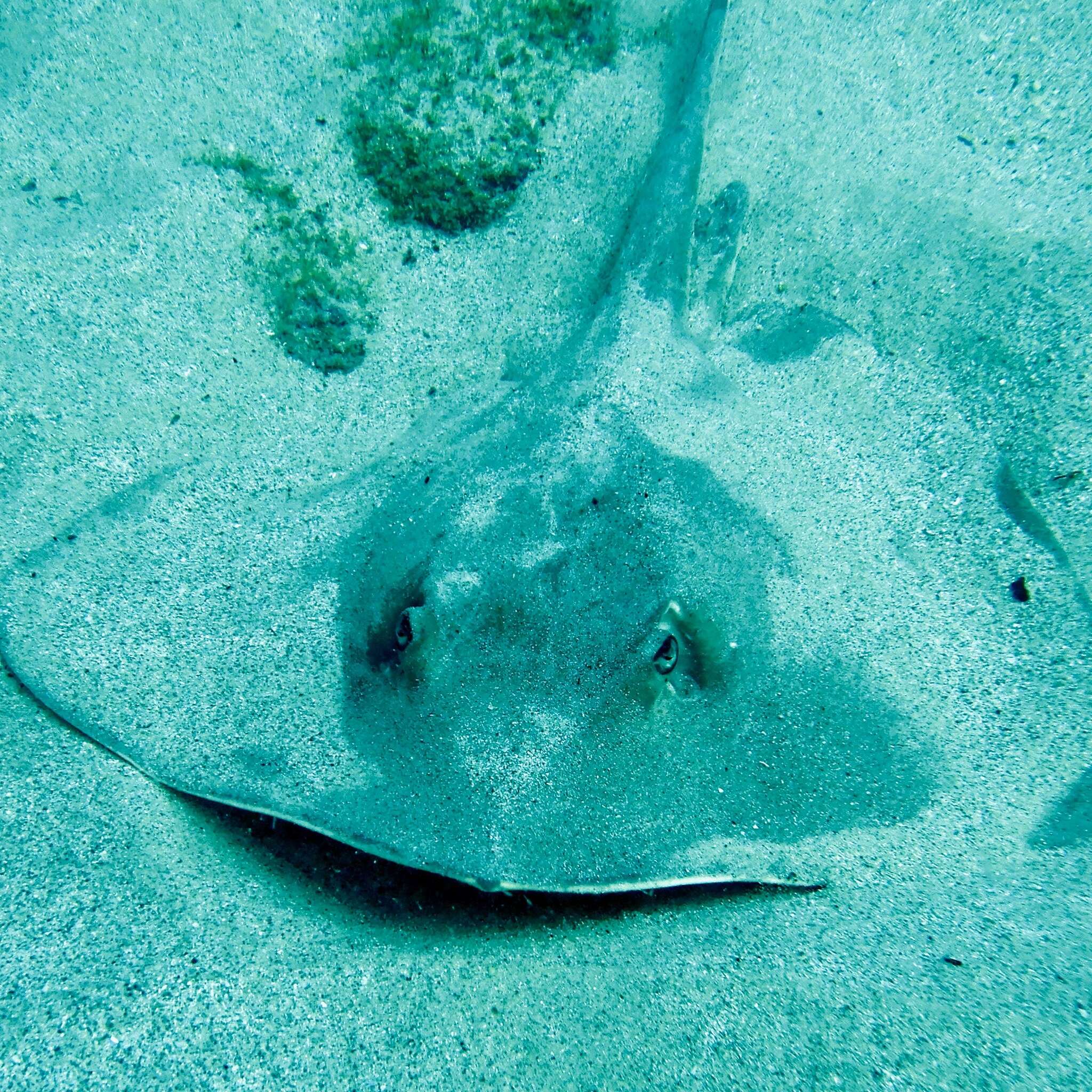 Image of Longtail Stingray