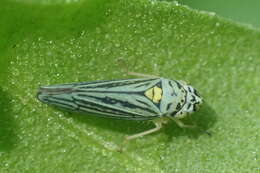 Image of Blue-Green Sharpshooter