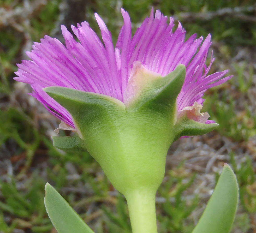 Image of Carpobrotus deliciosus (L. Bol.) L. Bol.