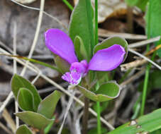 Image de Polygaloides paucifolia (Willd.) J. R. Abbott