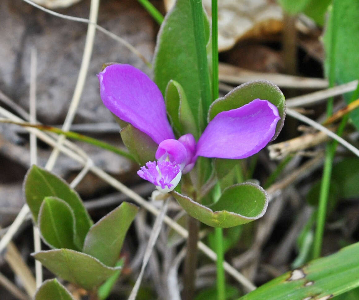 Image de Polygaloides paucifolia (Willd.) J. R. Abbott