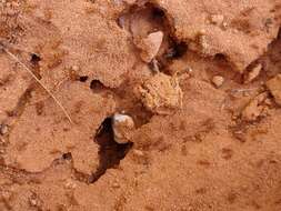 Image of Desert Fire Ant