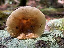 Image of Russula amoena Quél. 1881