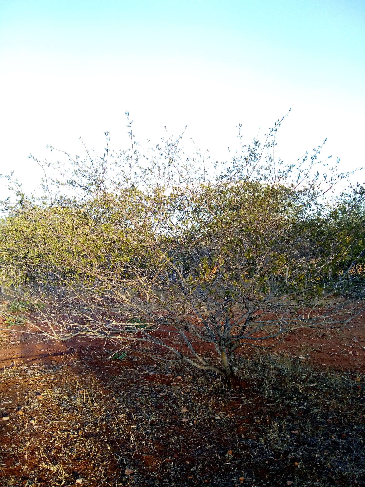 Mimosa tenuiflora (Willd.) Poir. resmi