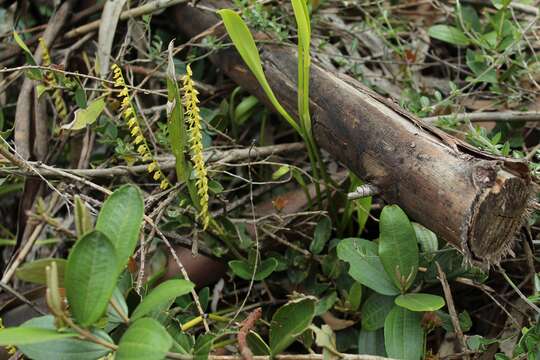 Image de Stelis galeata (Lindl.) Pridgeon & M. W. Chase