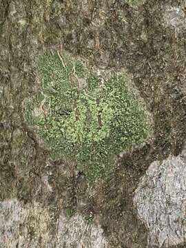 Image of Ropalospora viridis (Tønsberg) Tønsberg