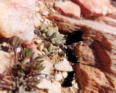 Crassula namaquensis Schönl. & Baker fil. resmi