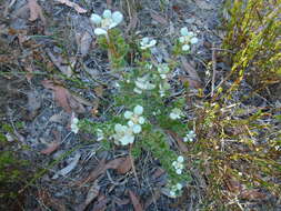 Image of Spyridium coactilifolium Reiss.