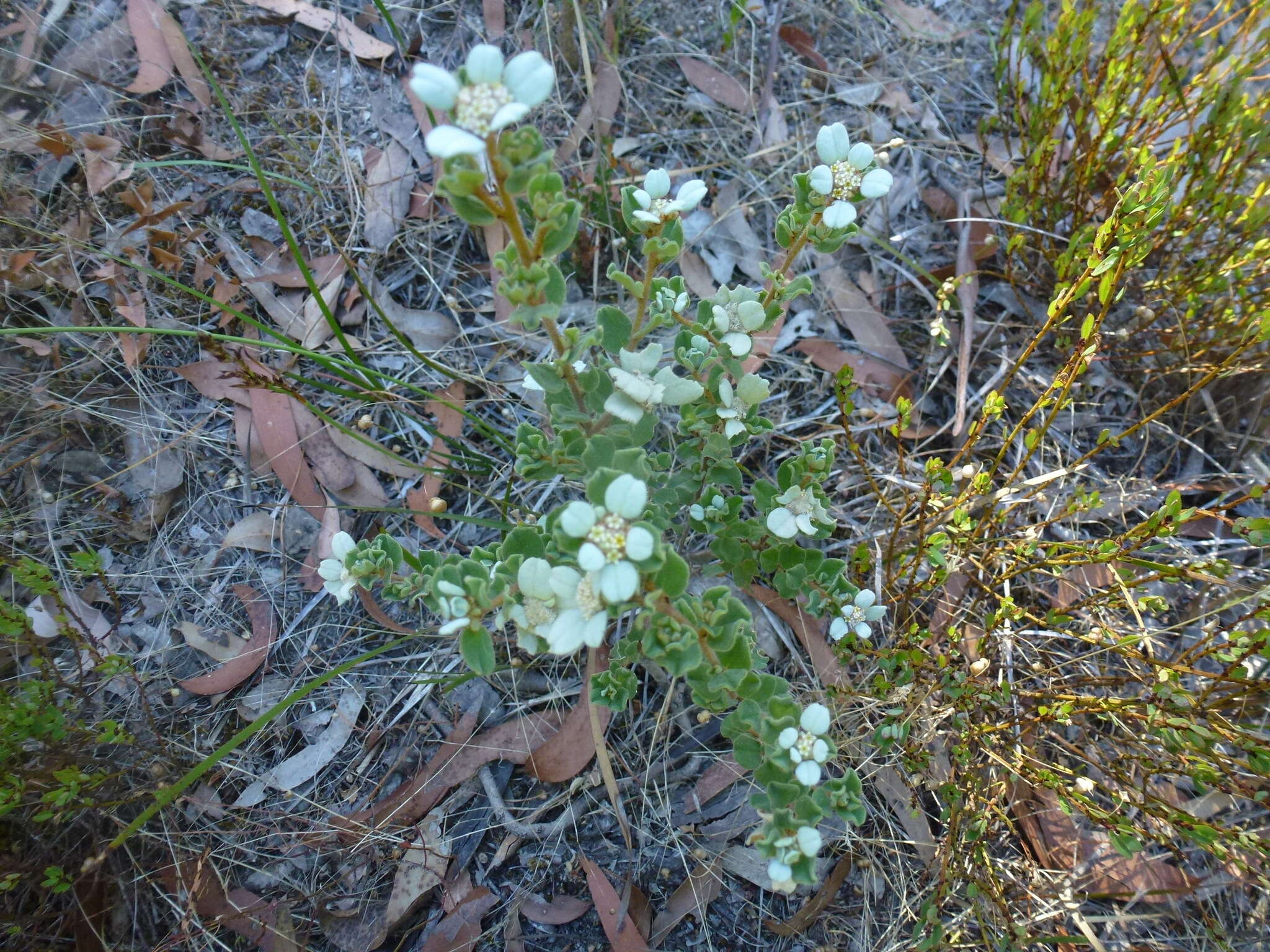 Image of Spyridium coactilifolium Reiss.