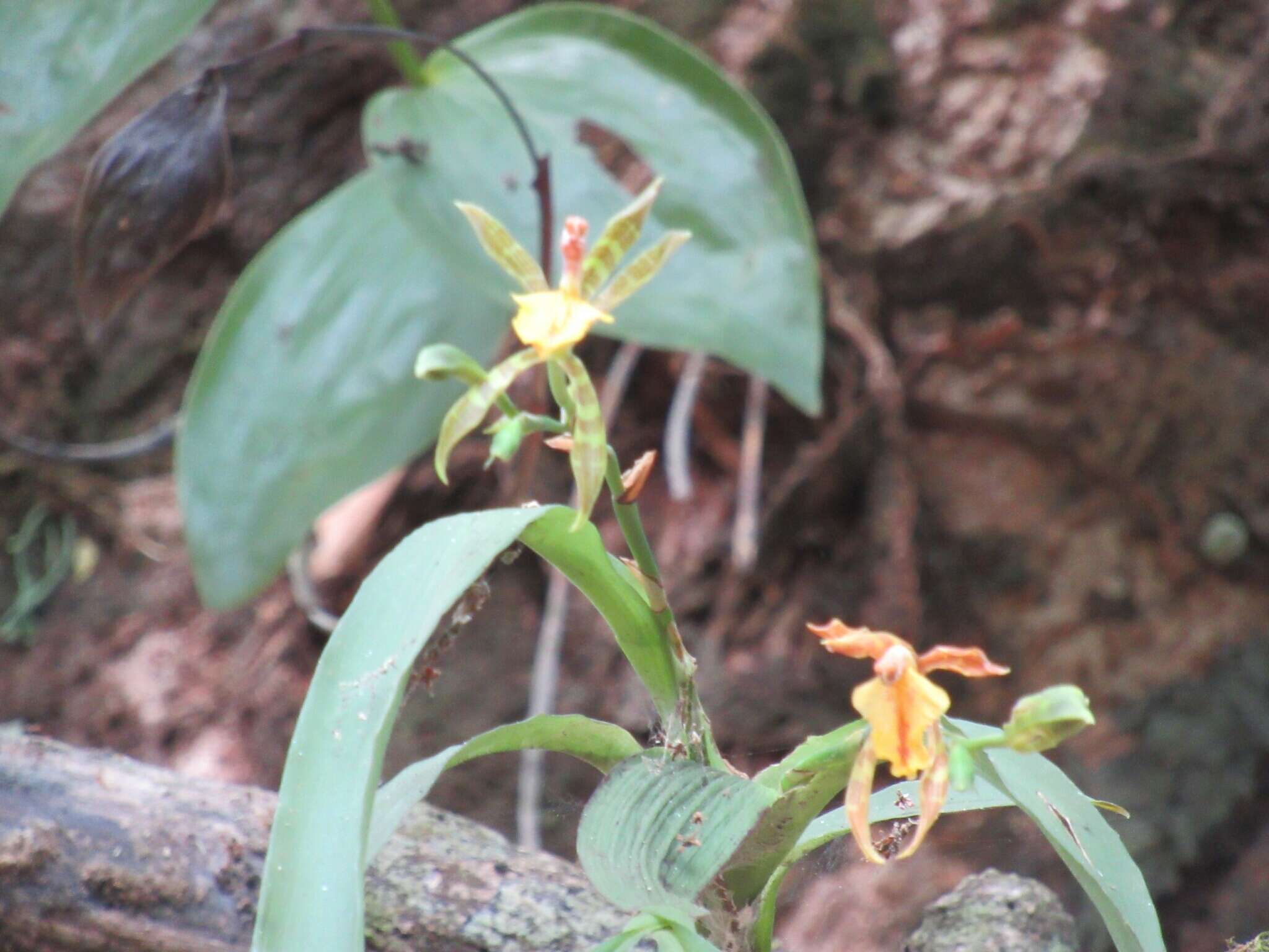 Imagem de Aspasia epidendroides Lindl.