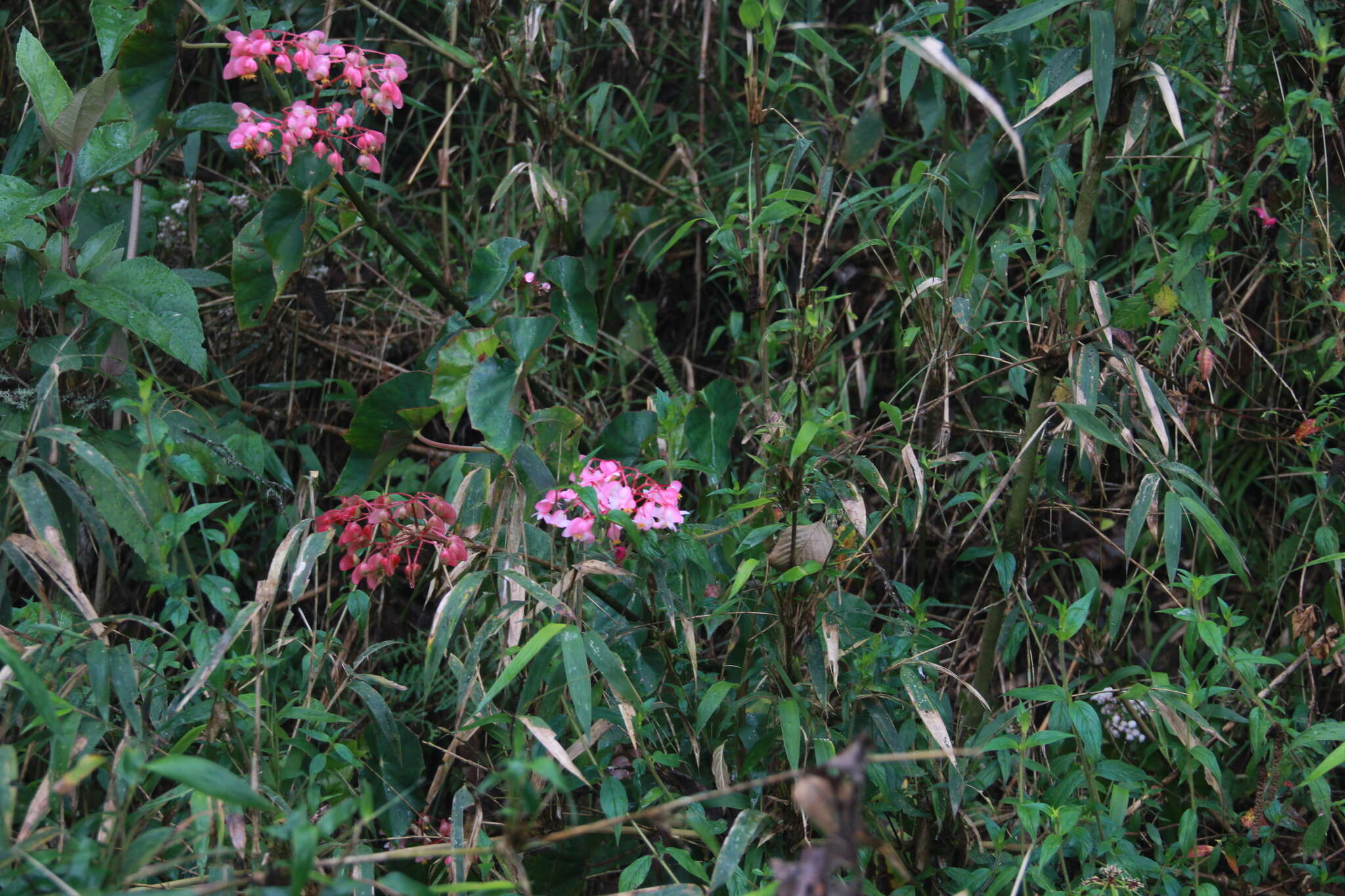 Image of Begonia fissistyla Irmsch.