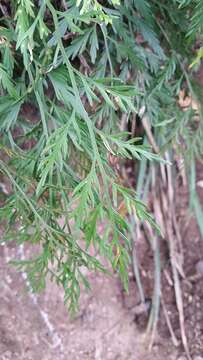 Image of Asplenium haurakiense (Brownsey) Ogle