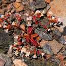 Sivun Systenotheca vortriedei (Brandegee) J. L. Reveal & C. B. Hardham kuva