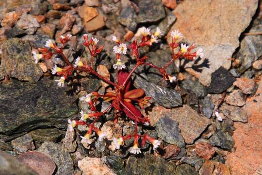 Image of Vortriede's spineflower