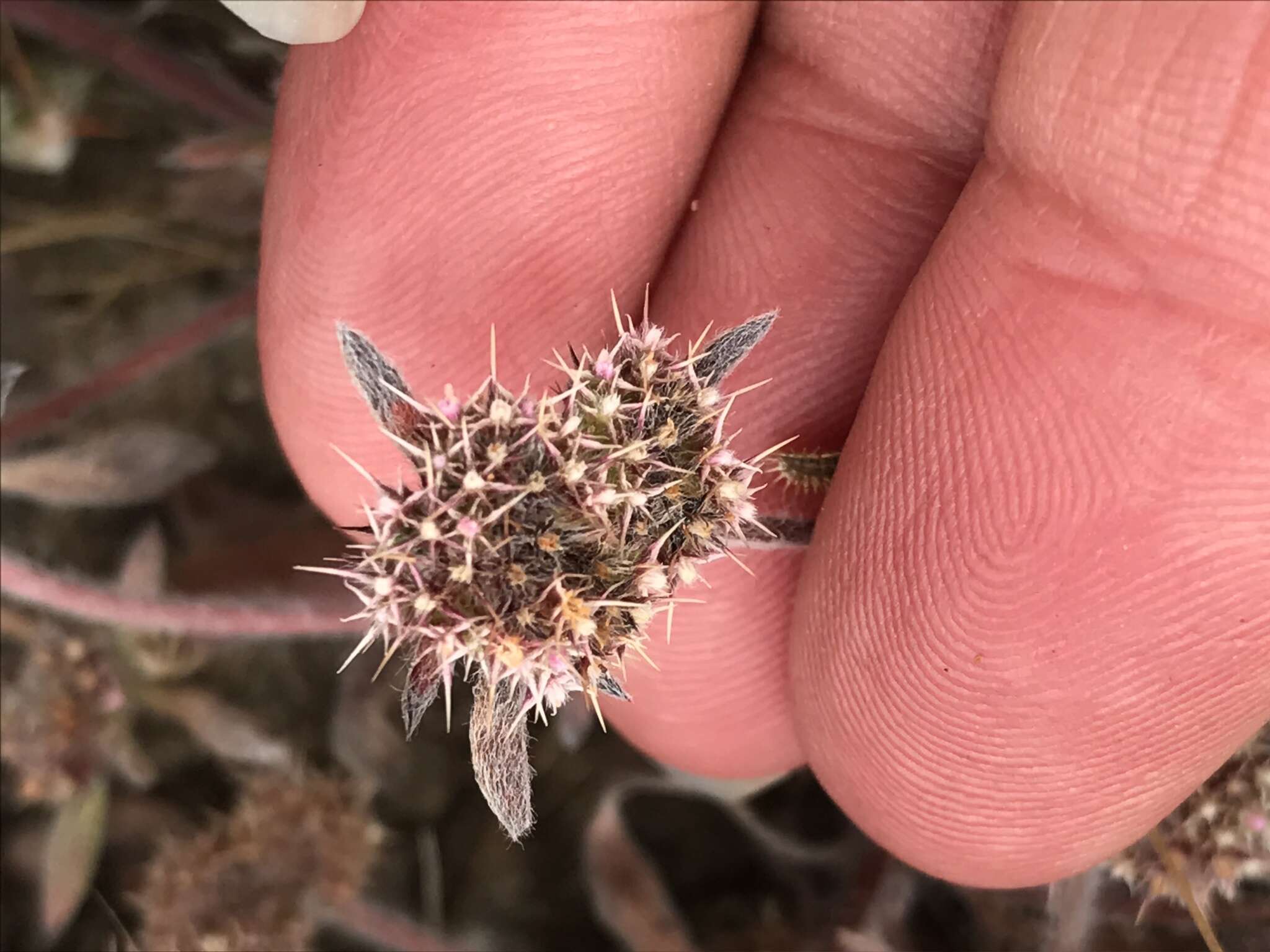 Image of San Francisco spineflower