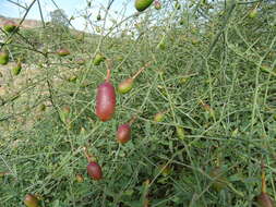 Image of Maerua juncea Pax