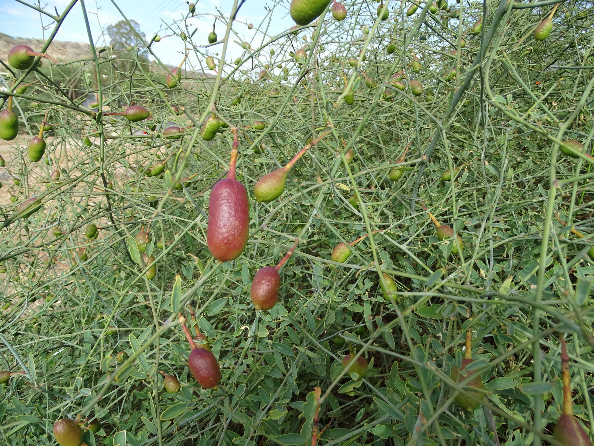 Image of Maerua juncea Pax
